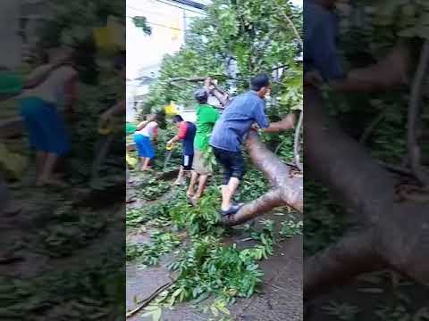 Pohon Tumbang di Jalan Raya Mukhtar  Depok