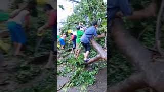 Pohon Tumbang di Jalan Raya Mukhtar  Depok