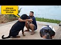 Story of a dog and his owner | emotional dog video | the rott