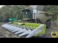 NEW - CLAAS LEXION 8800 TT / Mais Dreschen - CCM 2019 / Claas Corio 1275 C  / 2 Hawe / Corn Harvest