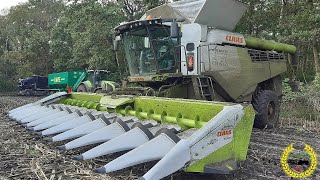 CLAAS LEXION 8800 TT / Mais Dreschen - CCM 2019 / Claas Corio 1275 C / 2 Hawe / Corn Harvest