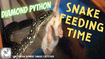 Snake Feeding Time: Diamond Python
