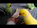Indian ring necks parrots talking