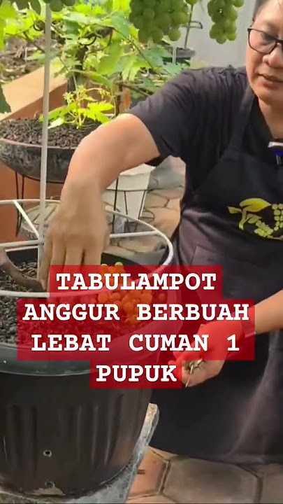 Tabulampot anggur berbuah lebat cuman 1 pupuk #anggur #anggurimport #abmix #budidayaanggur #pupuk