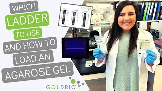 How to Load a DNA Agarose Gel Using Goldbio DNA Ladders