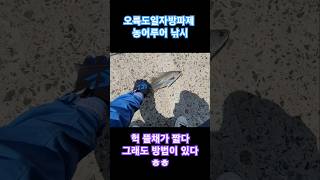 농어히트! 헉 뜰채가 짧다! 그래도 방법은 있다 #오륙도낚시 #농어루어