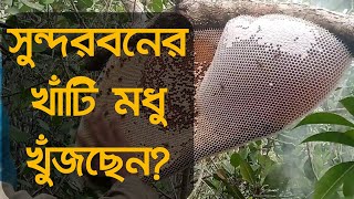 Sundarban wild Honey Collection From Sundarban সুন্দরবনের বুনো মধু সংগ্রহ।