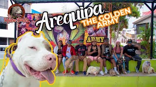 Hay Amrican bully XL en Arequipa?? descúbrelo aquí!! #americanbullyxl