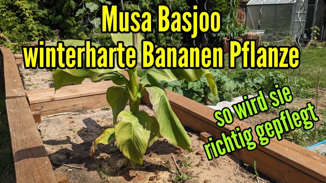 Musa Basjoo winterharte Bananenpflanze pflegen gießen düngen vermehren