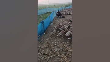 Village life duck farm & duck egg #villagelife #duck #farm #egg