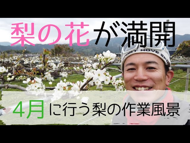 【梨のお花*梨のつぼみの枝*切り花】真っ白い可憐な可愛いお花*里山育ち*自然農法 農家の仕事、梨の摘花、摘蕾作業。きれいな梨の花の様子。植物の