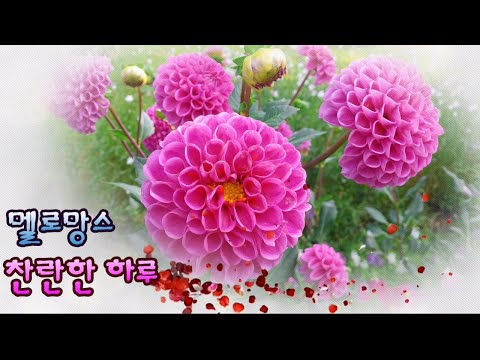 멜로망스 (Melomance) - 찬란한 하루 (A Shining Day)