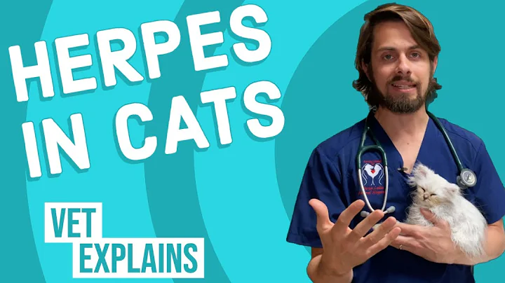 Herpes in Cats - DayDayNews