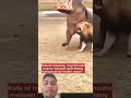 danger situation it was mouth in tiger#animals