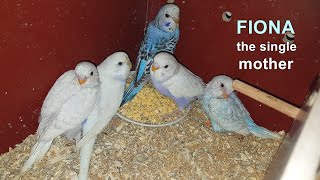 Female budgie raised the babies alone | We are moving to a new house