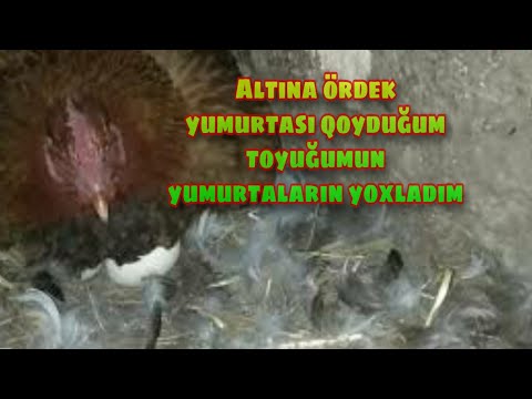 Video: Toyuq Yumurtasının Müalicəvi Xüsusiyyətləri