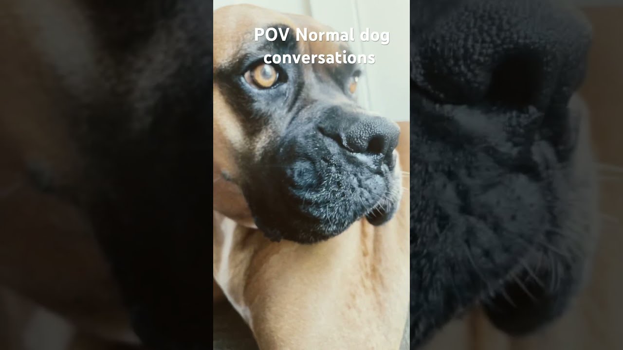 POV Normal Dog Conversations Ib Eeveebork Funny Boxerdog Doggo 