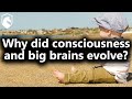 Why did consciousness and big brains evolve? (from Livestream #38)