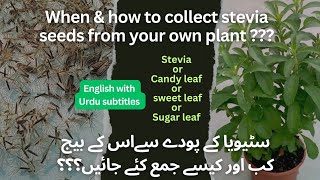 When and how to collect STEVIA seeds from the plant | sugarleaf seeds collection #stevia #sugarleaf by DR. GREEN 45 views 4 months ago 1 minute, 18 seconds