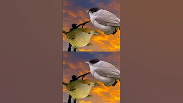صوت عصفور التين 