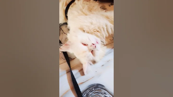Video 11321551: royal canin persian kitten, royal canin persian cat, royal canin persian white, face persian royal canin, persian cat kitten doll, persiancat sleeping