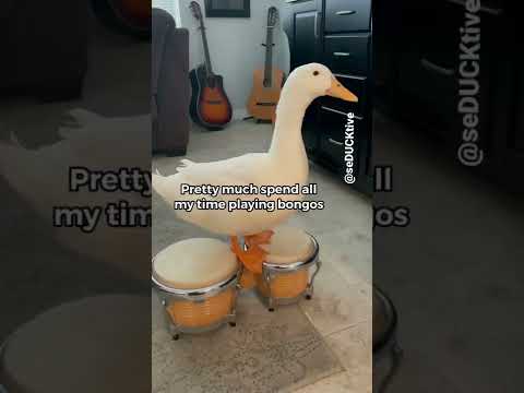 Duck Plays Bongos