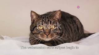 Waterberry Cat: The Fruity Transformation
