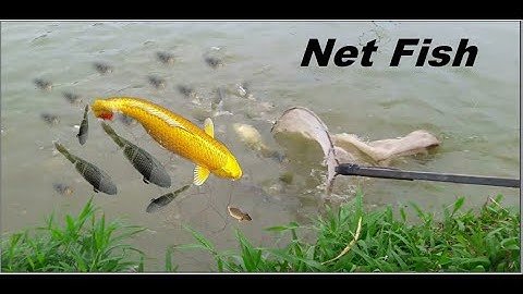 Bắt cá chỉ bằng  Vợt || Natural Catch Fishing - Fishing With Net Racket || Ong & Chau