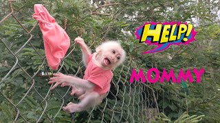 So funny and cute🤣! Baby monkey Su is the most loved by MiMi in the world