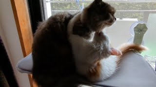 【日常】いつものニャンプロ動画です by 猫のマーシャ 87 views 2 weeks ago 1 minute, 10 seconds