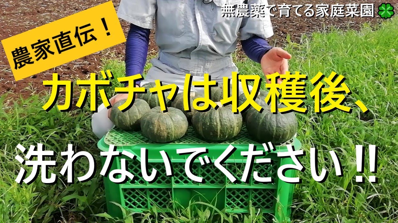 野菜かぼちゃの収穫と保存方法は? 庭園