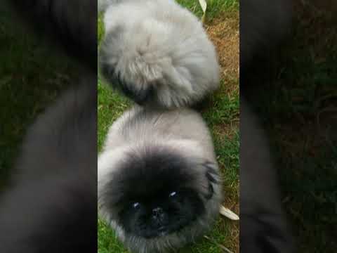 Pekingese Puppies July 2018 Youtube Pekingese Puppies July 2018 Youtube