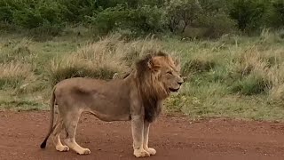 Male Kalahari Lion! 🐾 #lion #lean #lionking #madikwegamereserve #wildlife #southafrica