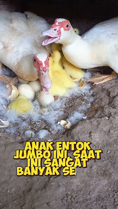 ANAK ENTOK JUMBO !!#entokjumbo #entok #entoklokal @peternakunggas3835
