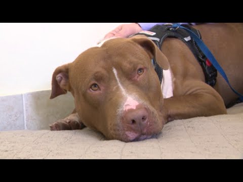 Video: Hund fundet med skolemiddel indlejret i halsen finder håb med Houston Rescue
