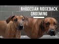 Rhodesian Ridgeback Grooming and Bathing Tips