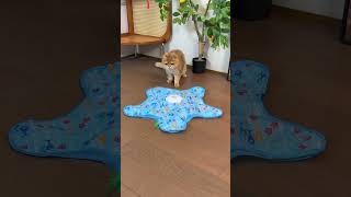 These Smart Cat Toys Reduce Anxiety Fast 😌#Shorts #CatPuzzleToys #CatEnrichment