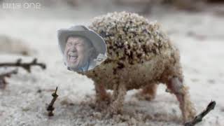 A very angry frog AHHing