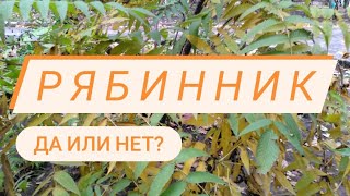 Рябинник рябинолистный. Стоит ли?#рябинник #рябинникрябинолистный #агрессор