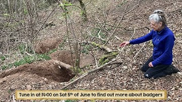 Setting up cameras at a badger sett