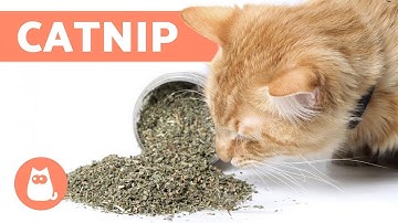 CATNIP PARA GATOS, ¿qué es? - Efectos y Beneficios