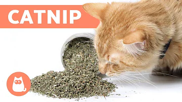 ¿Ayuda la hierba gatera a un gato estresado?