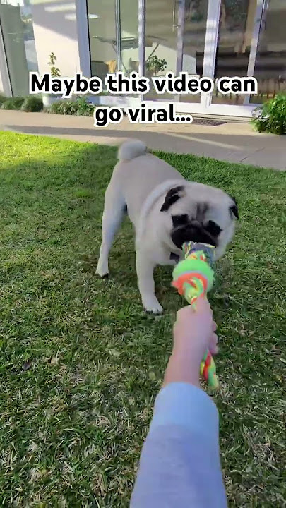Maybe I’ll check one more time after that… #pug #puglife #rosieandotto #Viral #Funny