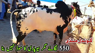 Qurbani K Liy Desi Fatehjangi Bail Rates Update Gondal Mandi Attock 20 May 2024 | Bakra Eid