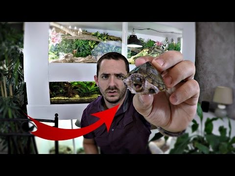 Vidéo: Comment Aménager Un Aquarium De Tortues