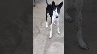  funny dogs video