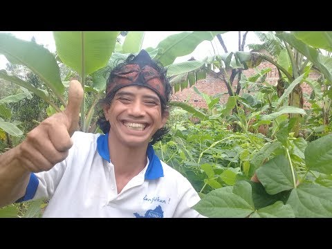Video: Menumbuhkan Kacang Kacang Tunggak Asparagus, Varietas Berbuah Tanaman Ini