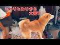 柴犬の大好きなお姉ちゃんお兄ちゃん家族が久しぶりに来た！！