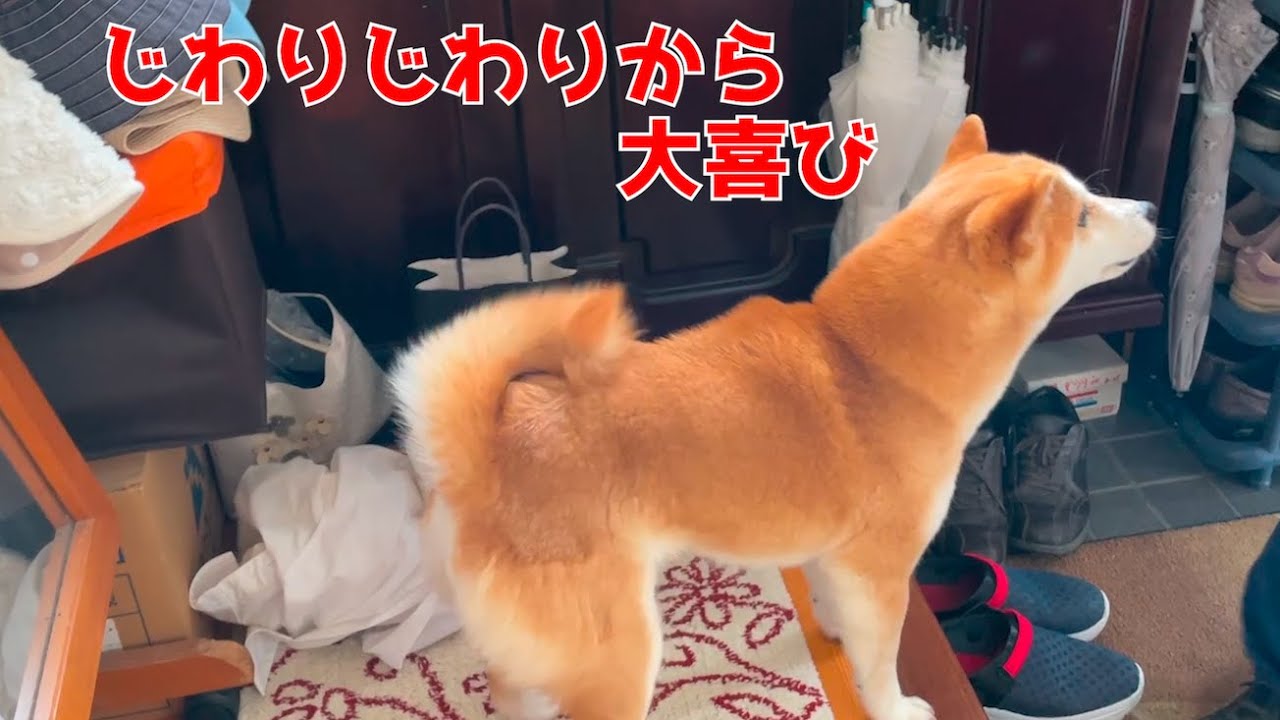 柴犬の大好きなお姉ちゃんお兄ちゃん家族が久しぶりに來た!!
