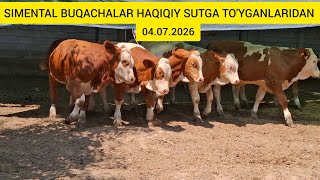 FERMANI SIMENTAL BUQACHALARIDAN SUTGA TO'YGANIDAN